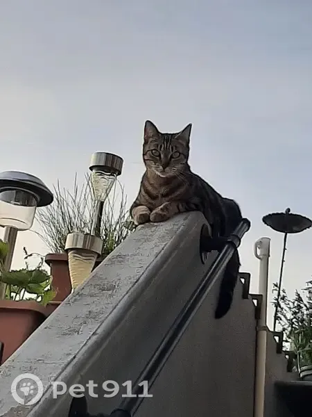Chatte crème disparue à Vétraz-Monthoux - photo