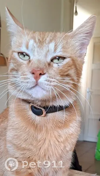 Chat roux perdu, 16 mois, collier noir - photo