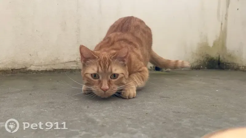 Chatte rousse disparue à Bruz, queue blanche - photo