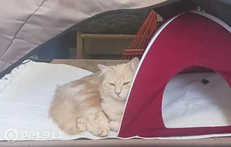 Chat beige roux trouvé à Argenteuil - photo