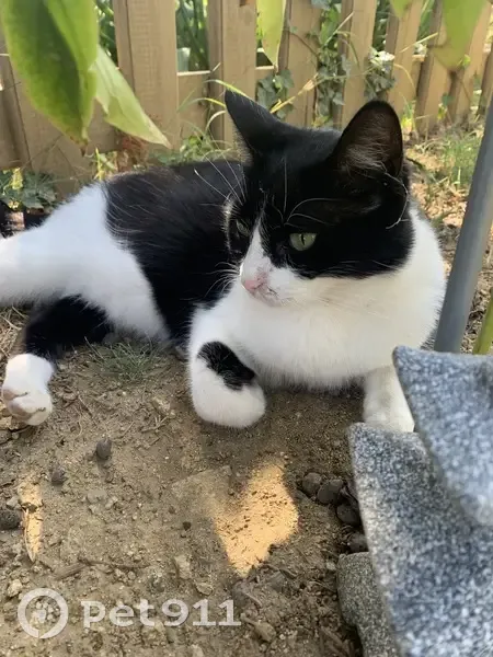 Chat noir et blanc disparu à Arras-sur-Rhône - photo