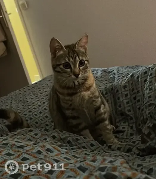 Chatte tigrée perdue, stérilisée, pucée - photo