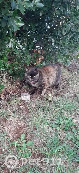 Chat écailles de tortue trouvé à Millau - photo