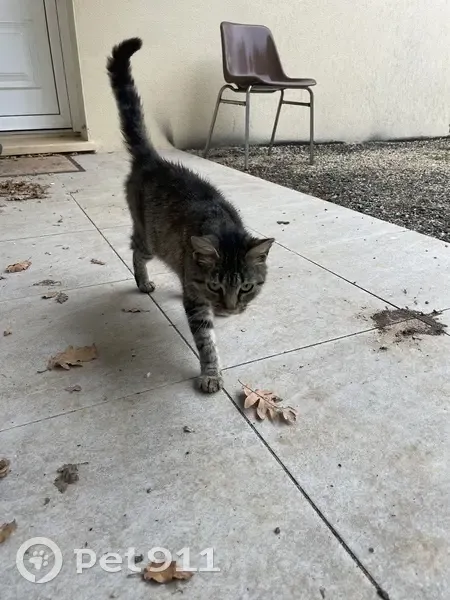 Chat trouvé : très docile et câline, Trespoux - photo