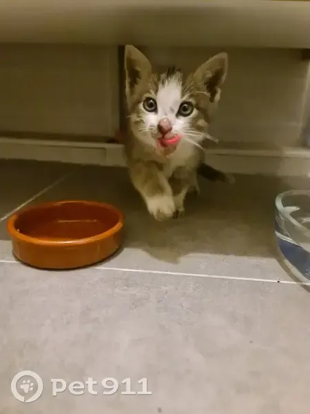 Chat mâle gris, 1-2 mois trouvé à Nivolas - photo