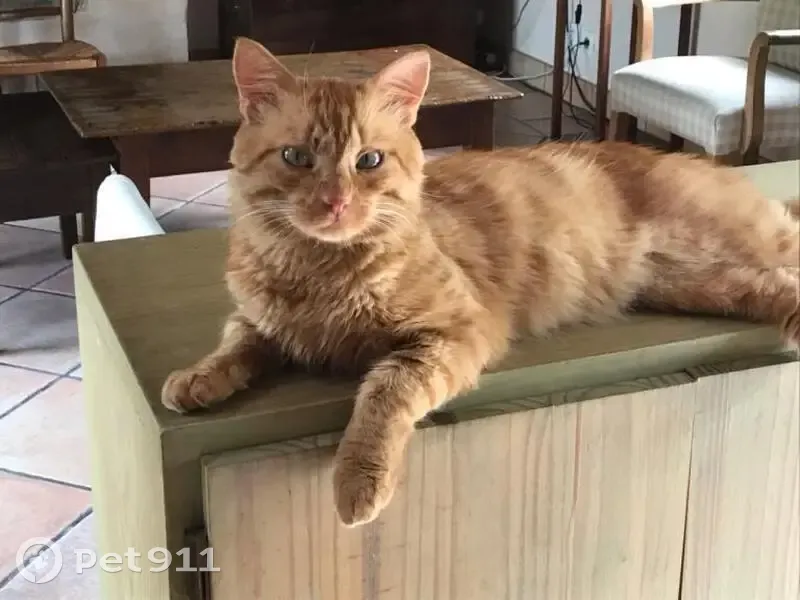Chat disparu à Fouesnant, Bretagne - photo