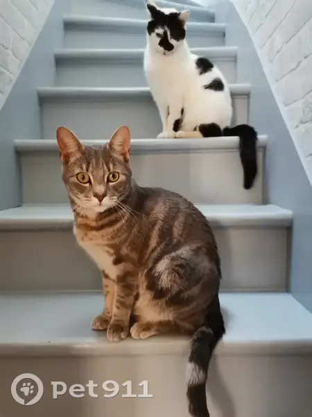 Chat mâle castré perdu, Rue Oberkampf 60 - photo