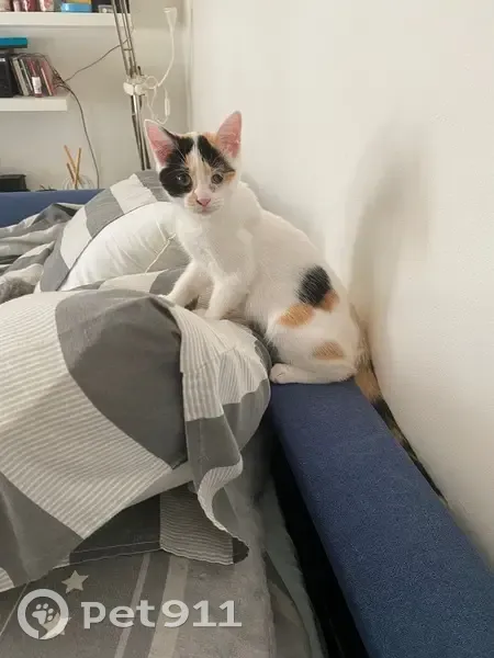 Chaton craintif perdu, Bagnolet, rue Sadi Carnot - photo