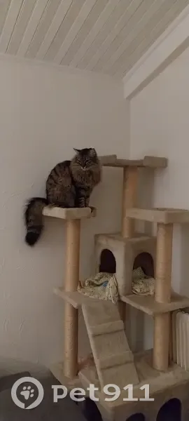 Chat mâle disparu à Lorgues, contactez-nous - photo
