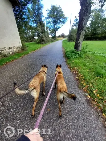 Deux jeunes Malinois trouvés à Beaufort - photo