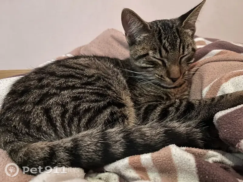 Chat trouvé docile, non pucé ni castré - photo