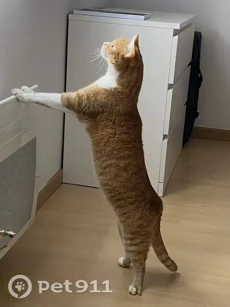 Chat européen roux et blanc perdu à Angers - photo