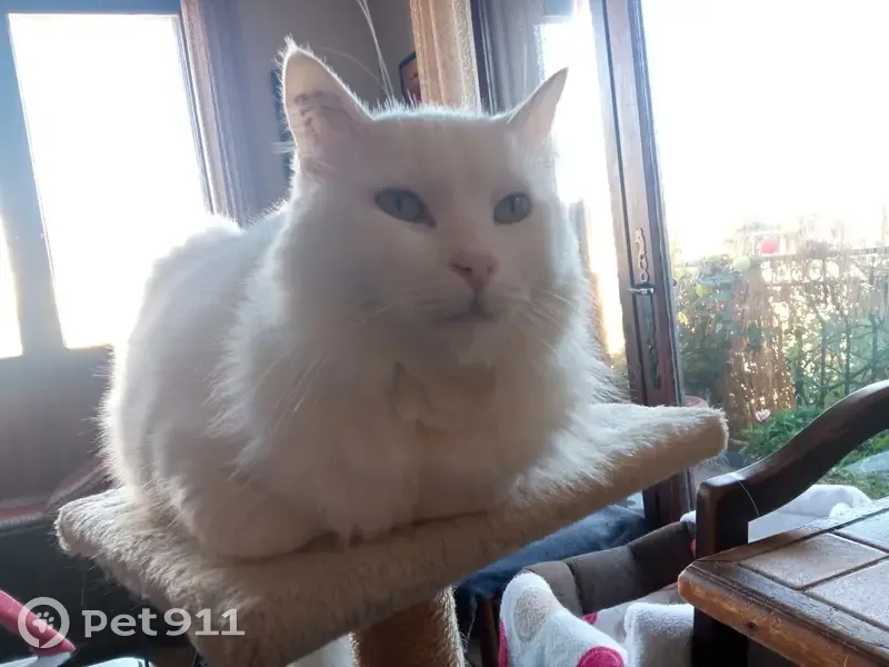 Chat angora turc perdu à Amnéville - photo