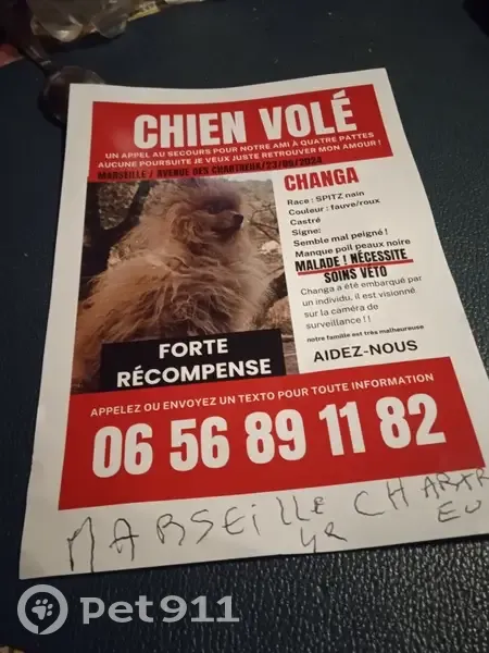 Chien volé à Marseille, Spitz nain malade - photo