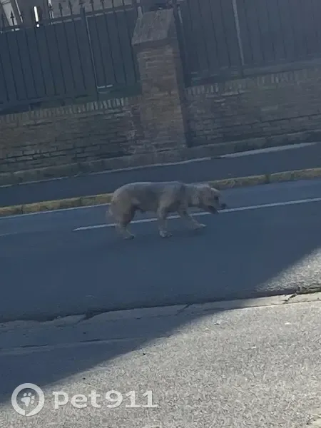 Petit chien trouvé Rue Kléber, Annay - photo