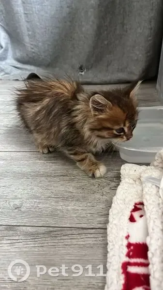 Chaton à poil long trouvé à Givors - photo