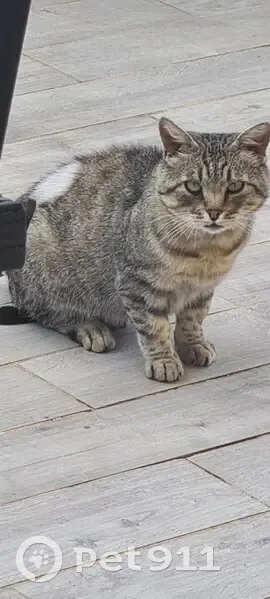 Chat trouvé rue Louis Aulagne, Oullins - photo