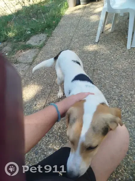 Chien trouvé à Manthes, cherche propriétaire - photo