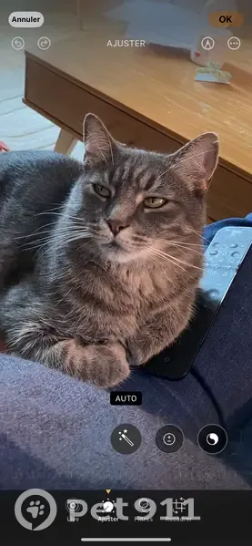 Chat tigré gris disparu à Mornac-sur-Seudre - photo