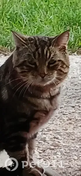 Chat blessé errant à Challes-les-Eaux - photo