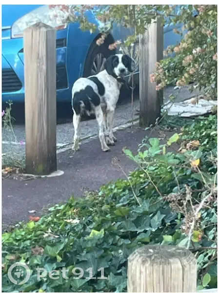 Chien trouvé au parking P5 de Lyon St Exupéry - photo