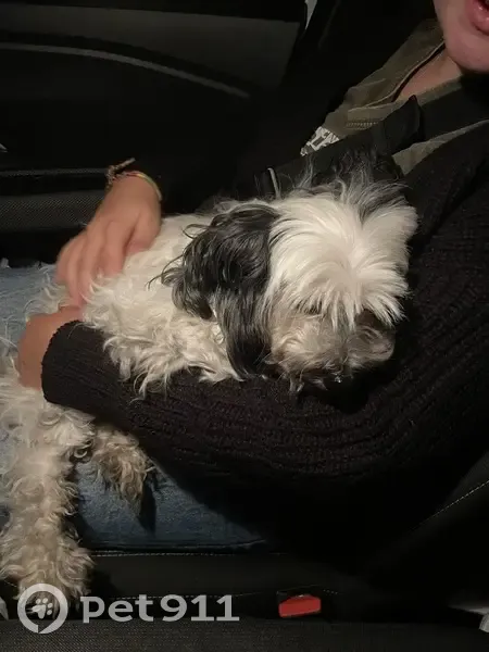 Chien mâle trouvé près de la mairie à Janzé - photo