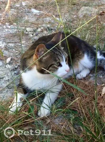 Chat Européen Perdu à Rognes - 11 Ans - photo