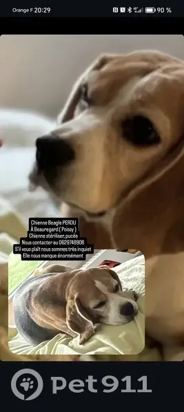 Beagle perdu ce matin à Poissy - photo
