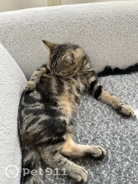 Chat mâle tigré 7 mois perdu à Sannois - photo