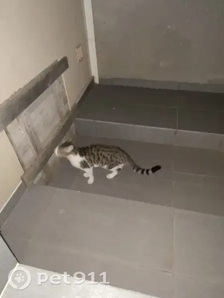 Chaton trouvé en très bon état à Thuir - photo