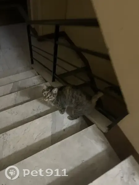 Chat trouvé au 67 rue de l'Abondance, Lyon - photo