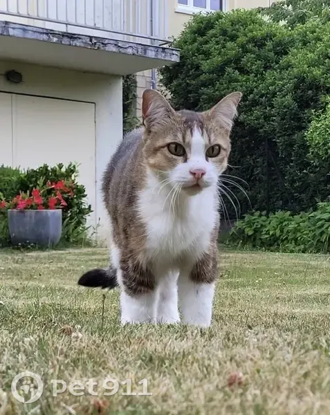 Chat mâle marron/blanc perdu à Viroflay - photo