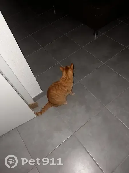 Chat roux disparu entre Uttenheim et Shaeffersheim - photo