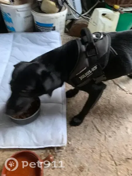 Chien trouvé près de la ferme des Saussiers - photo