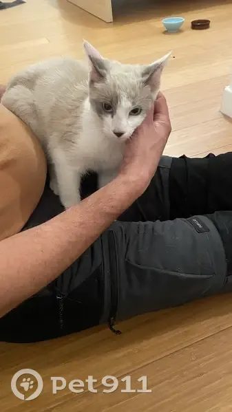 Chaton blanc-crème trouvé à Jarrie - photo