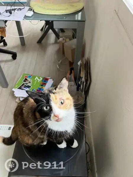 Chatte stérilisée écaille perdue à Meulan - photo