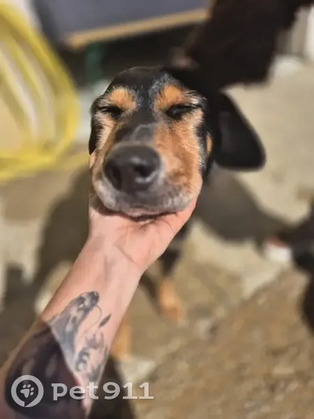 Chien trouvé Allée du Petit Pré à Charantonnay - photo