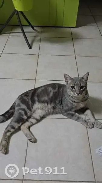 Chat tigré/gris trouvé à Narbonne, non pucé - photo