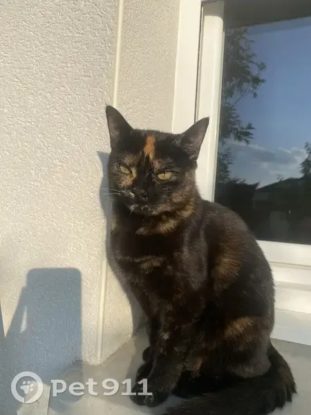 Chatte noire élancée perdue à Pibrac - photo