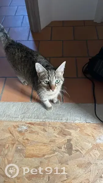 Chat perdu à Yzeville/Gazonfier, Le Mans - photo