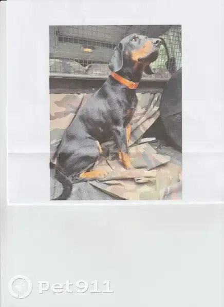Chien KOPOV mâle perdu à Gières, rue Victor Hugo - photo