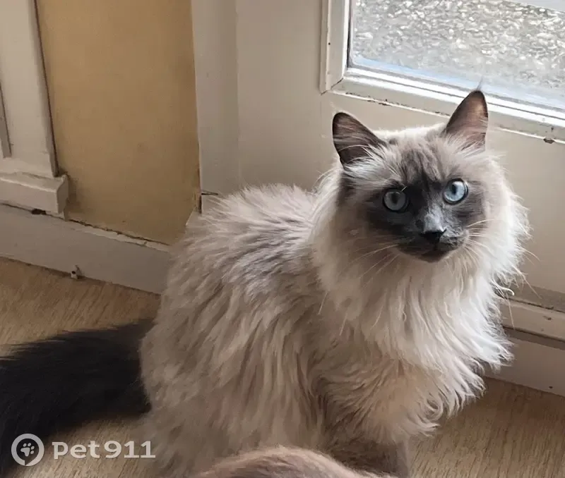 Chat perdu, 2 ans, rue Pierre le Baud, Rennes - photo