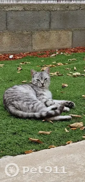 Chat perdu, 3 ans, rue Mouchous, Perpignan - photo