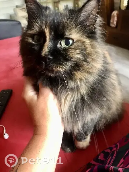 Chatte écaille 5 ans perdue à Brégy - photo