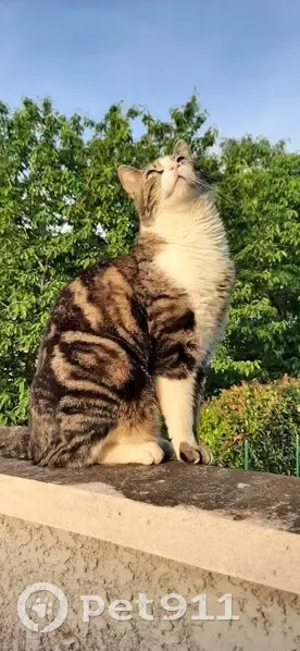 Chat Européen perdu, blanc marron noir - photo