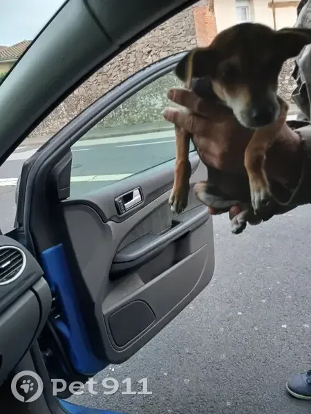 Chihuahua femelle trouvée à Aurillac - photo