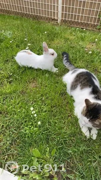 Chat perdu Louky, mâle peureux, Rue de Gaulle - photo