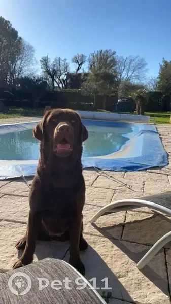Chienne labrador chocolat perdue à Grasse - photo