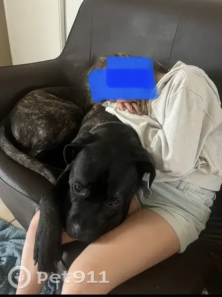 Chien Cane Corso Noir Perdu à Étriac - photo