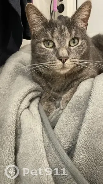 Chat disparu à Évin-Malmaison, rue Sadi Carnot - photo
